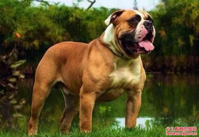 世界十大猛犬排名是怎样的?