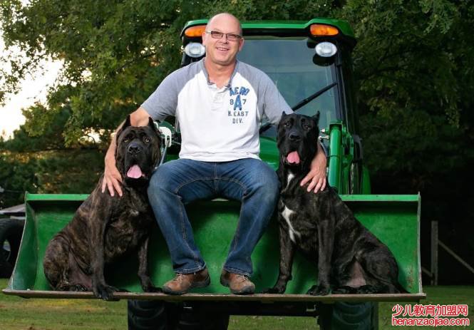 世界十大猛犬排名是怎样的?