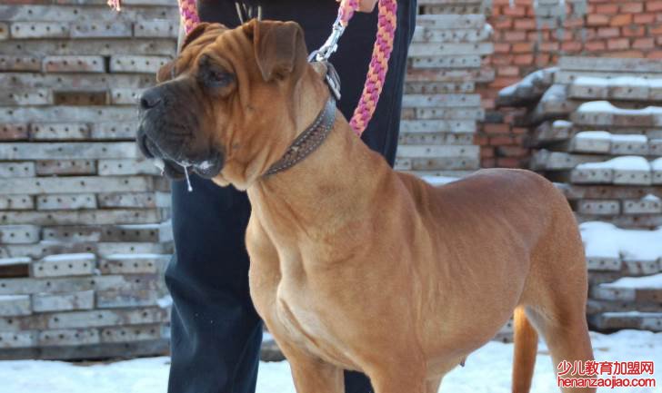 世界十大猛犬排名是怎样的?