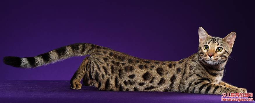 猫的智商排名是怎样的?