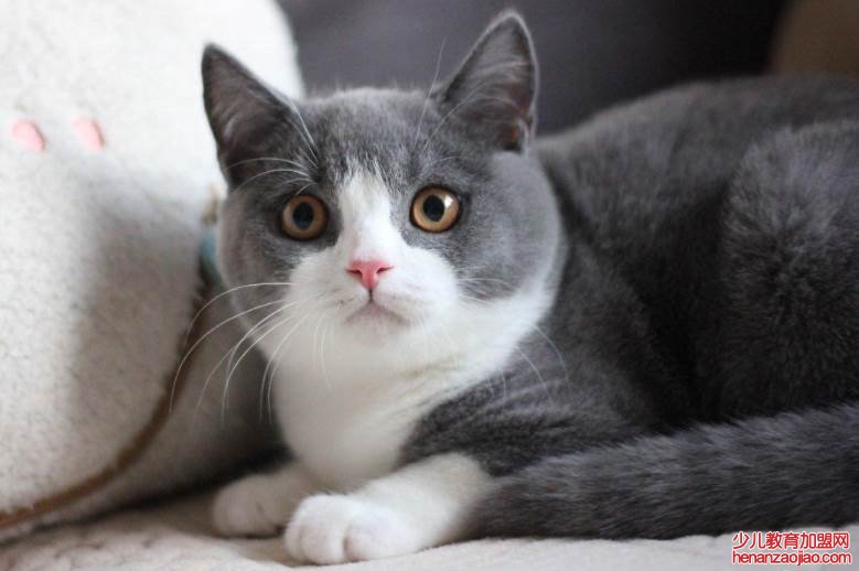 猫的智商排名是怎样的?