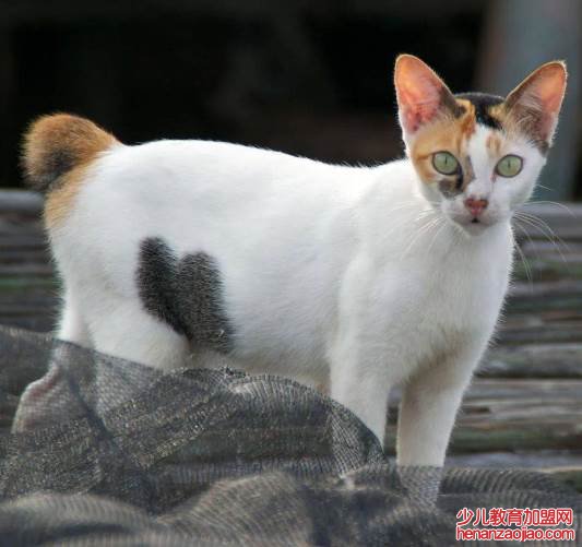 猫的智商排名是怎样的?