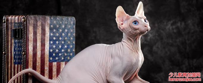 猫的智商排名是怎样的?