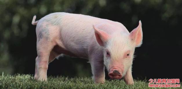 属猪命里有几个儿女？