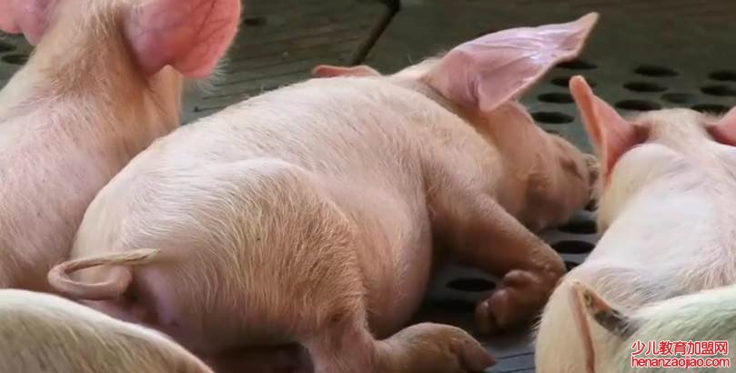 母猪产后奶水不足怎么办？