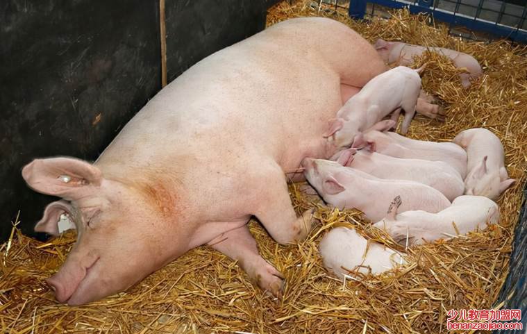 母猪产后奶水不足怎么办？