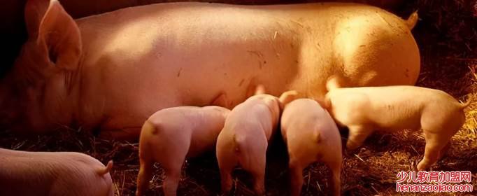 母猪产后奶水不足怎么办？