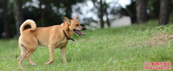 最好养的狗排名是什么？