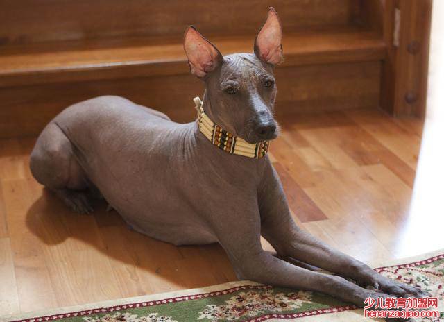 中型犬不掉毛无体味的狗排名如何？