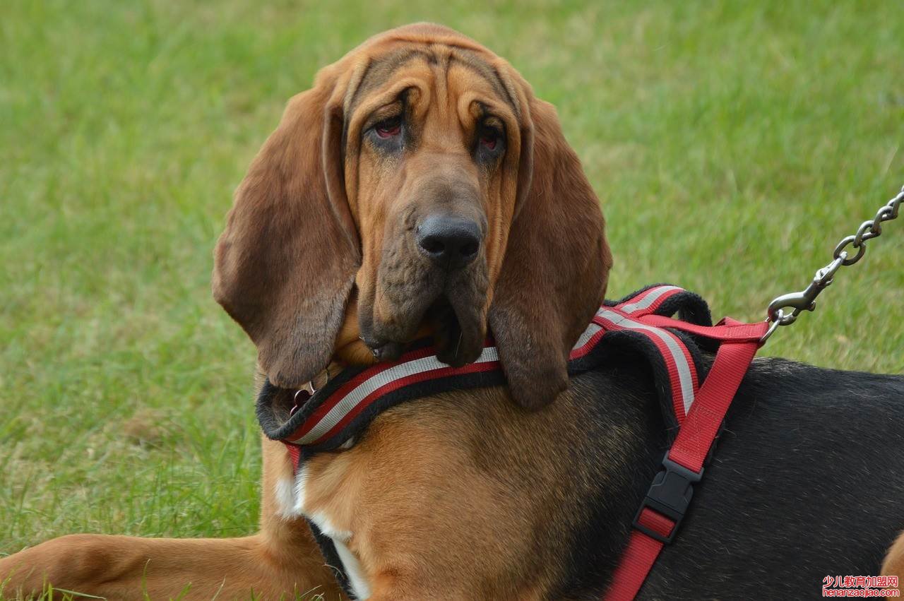 中型犬不掉毛无体味的狗排名如何？