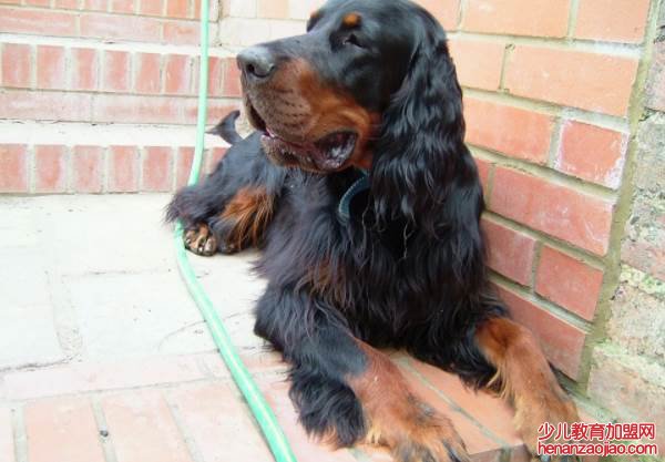 中型犬不掉毛无体味的狗排名如何？