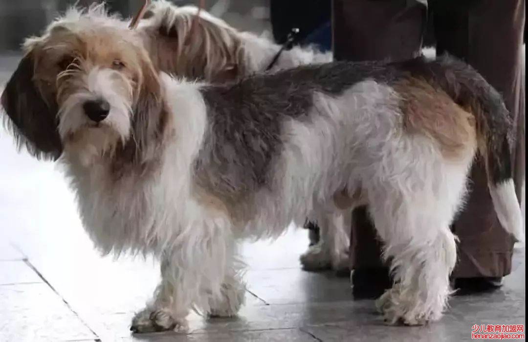 中型犬不掉毛无体味的狗排名如何？