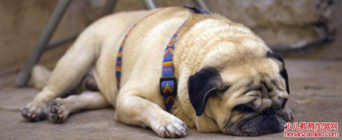 中型犬不掉毛无体味的狗排名如何？