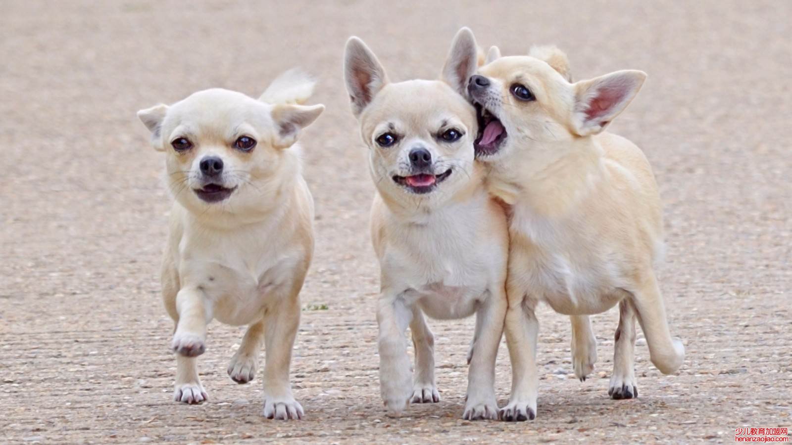 十大便宜好养的宠物狗是什么？