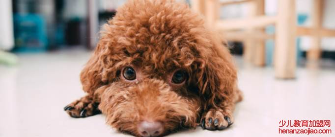 十大便宜好养的宠物狗是什么？