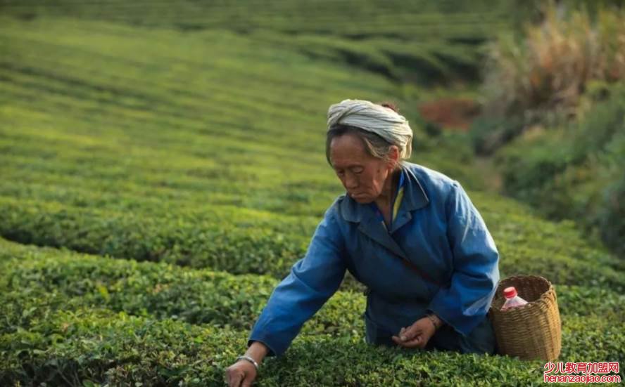 中国最贵的茶叶排名是什么?