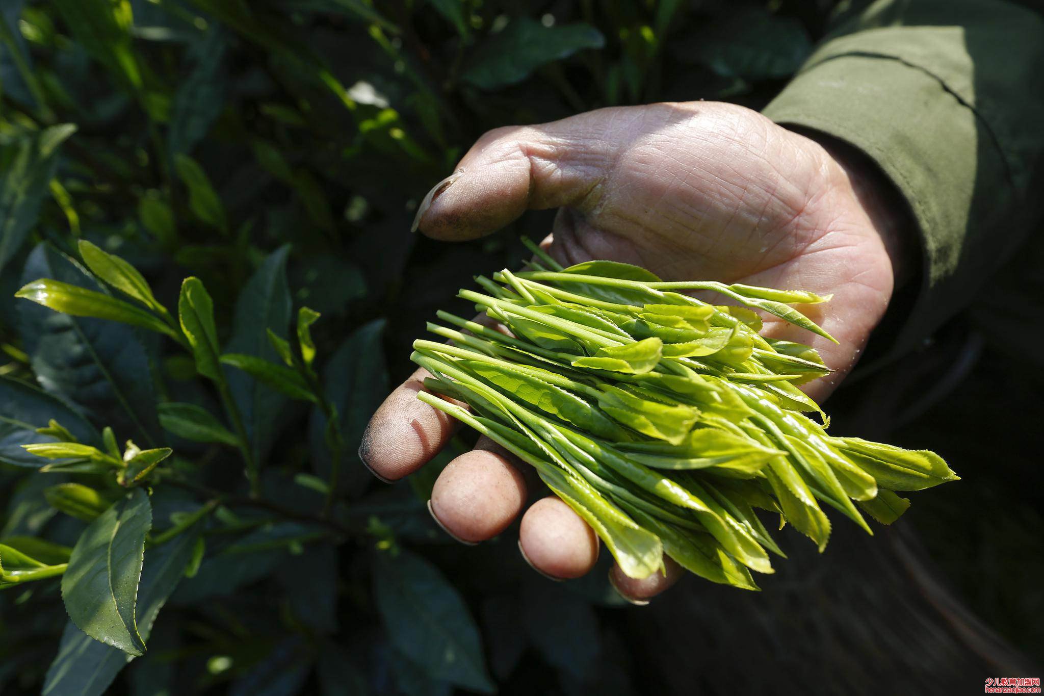 中国最贵的茶叶排名是什么?