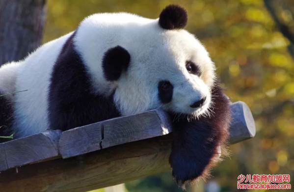 大熊猫有没有冬眠的习性?