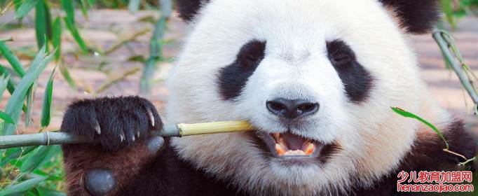 大熊猫有没有冬眠的习性?