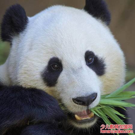 大熊猫有没有冬眠的习性?