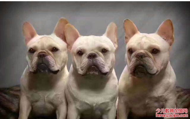 十大最认主的狗狗是什么？