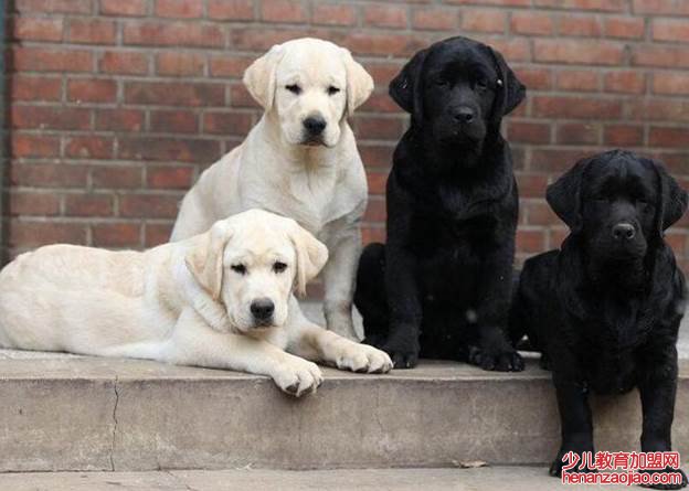 十大最认主的狗狗是什么？