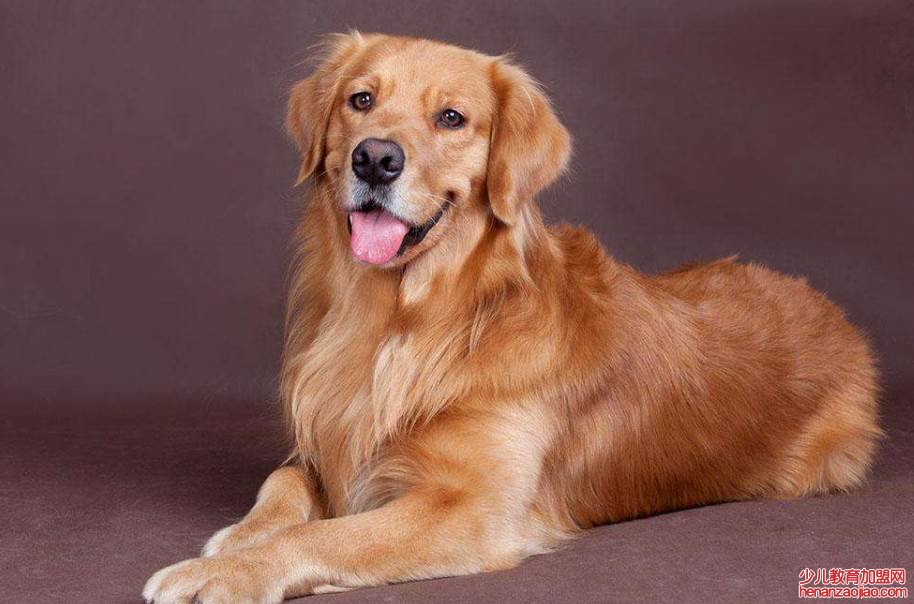 十大最认主的狗狗是什么？