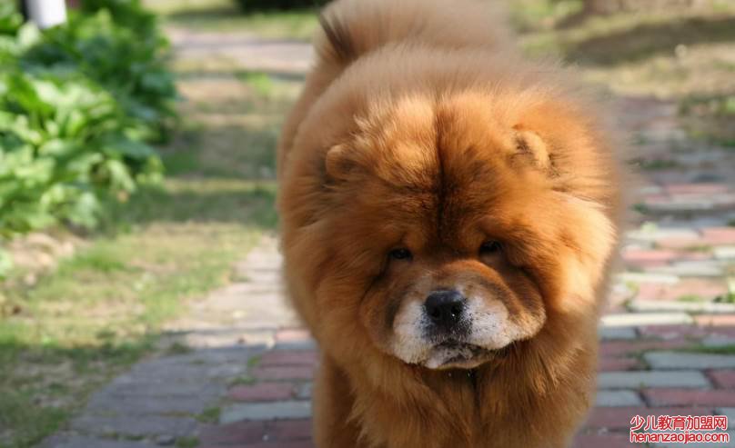 十大蠢狗排名是什么?