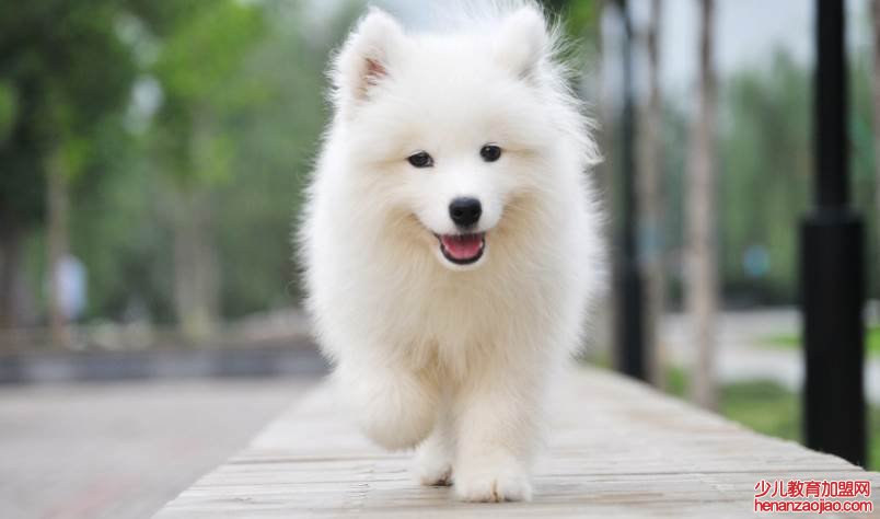 十大蠢狗排名是什么?