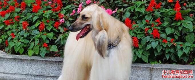 十大蠢狗排名是什么?