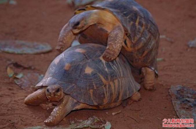 中国最贵的龟排名是什么?