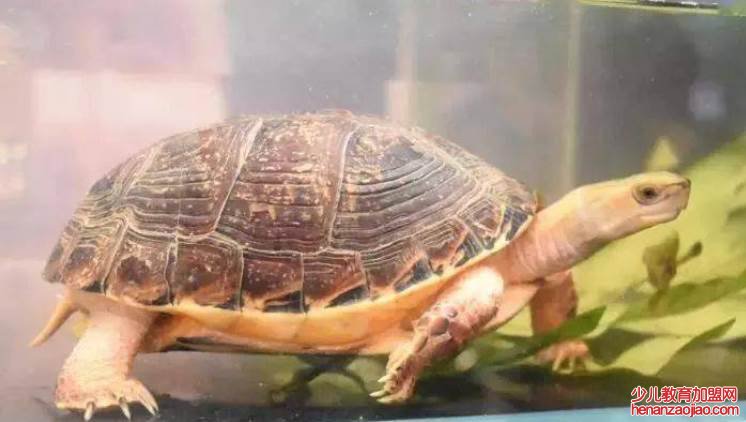 中国最贵的龟排名是什么?