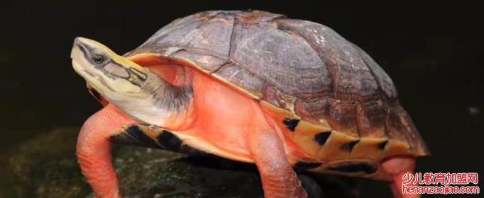 中国最贵的龟排名是什么?