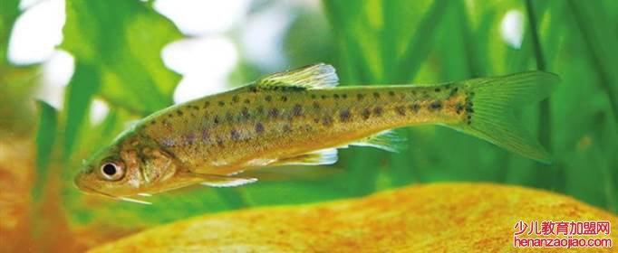 云南四大名鱼是指什么？