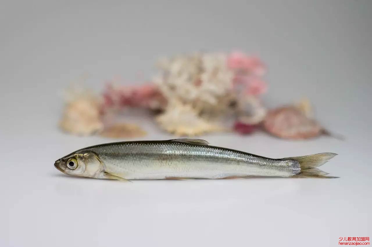 云南四大名鱼是指什么？