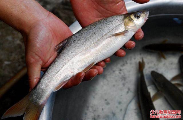 云南四大名鱼是指什么？