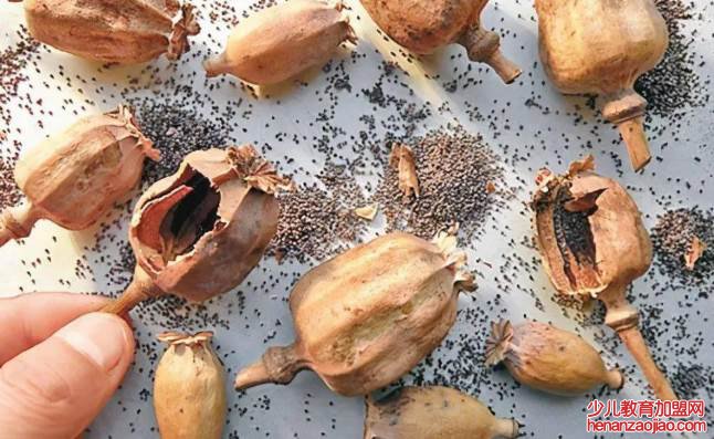 粗制吗啡称为什么?