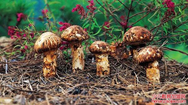 十大最好的菌菇排名是什么?