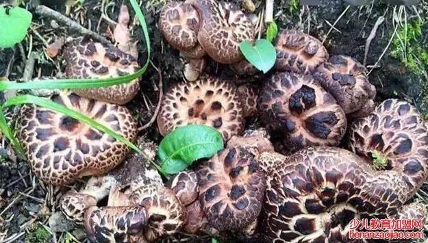 十大最好的菌菇排名是什么?