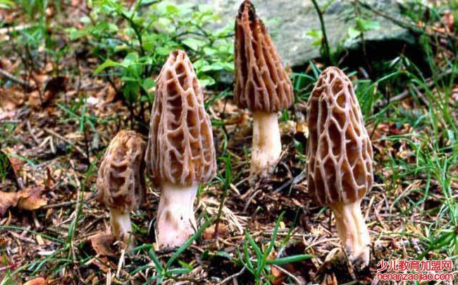 十大最好的菌菇排名是什么?