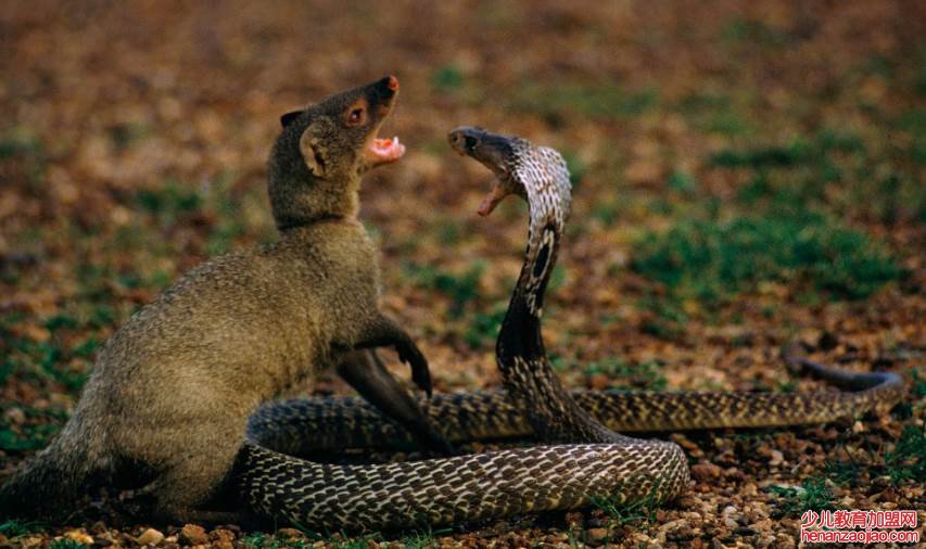 蛇最怕什么动物？