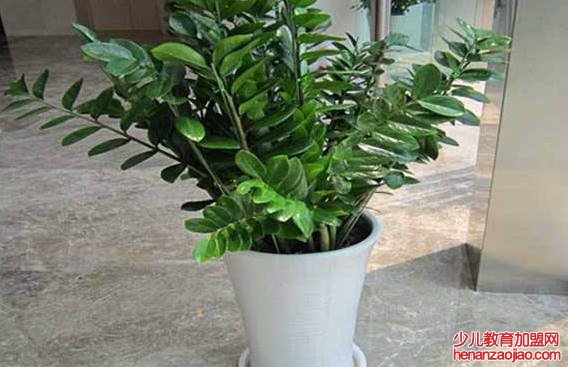 金钱树摆在哪里最旺？