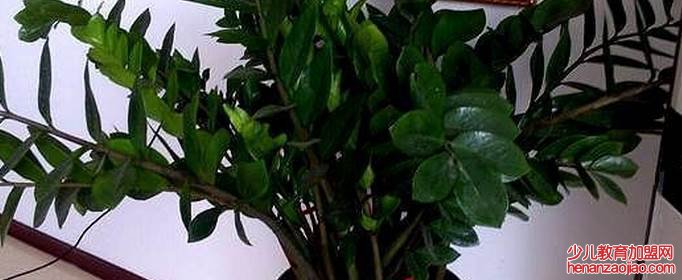 金钱树摆在哪里最旺？