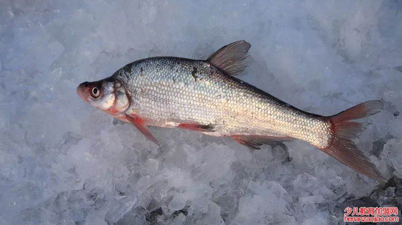 全国最有名的鱼有哪些?