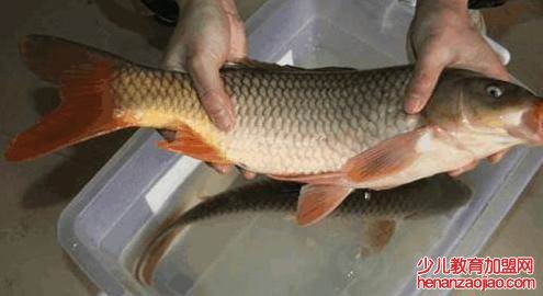 全国最有名的鱼有哪些?