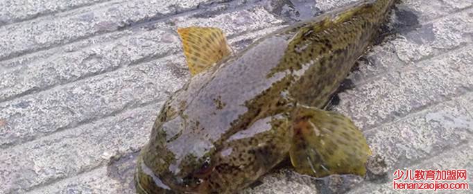 全国最有名的鱼有哪些?