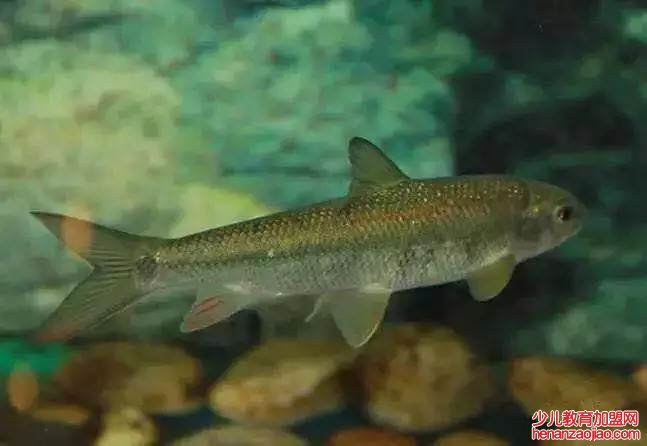 长江三鲜到底是哪三鲜?