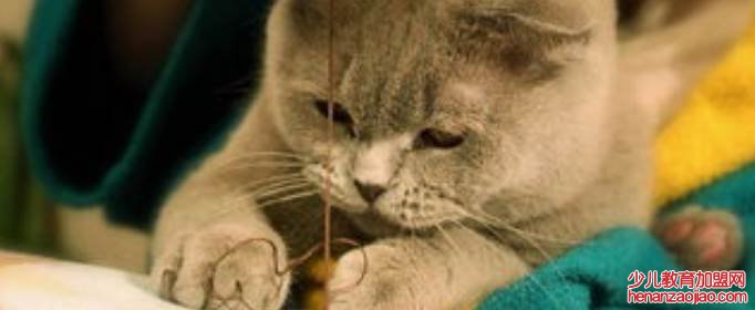 猫咪是如何向你道歉?