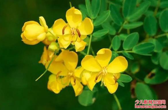 驱蚊驱蛇最好的植物是什么?