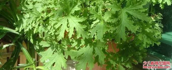 驱蚊驱蛇最好的植物是什么?